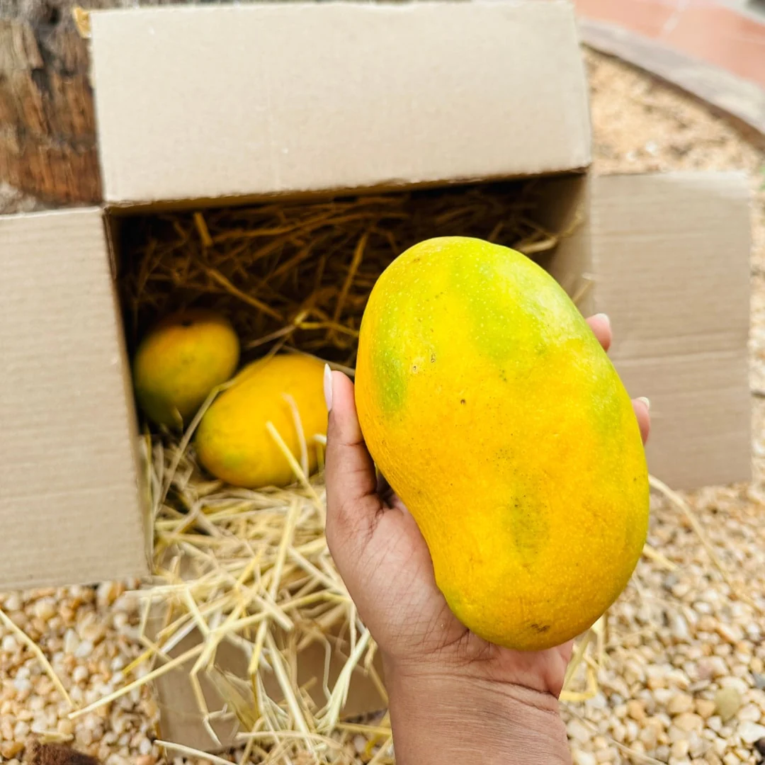 Salem Mangoes 3kg - Image 8