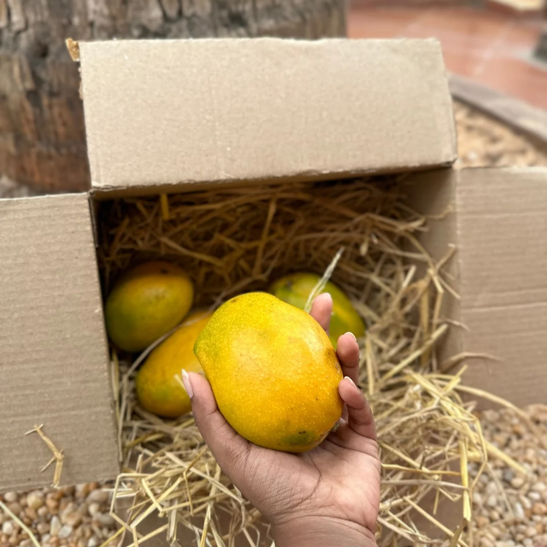 Salem Mangoes 3kg - Image 9